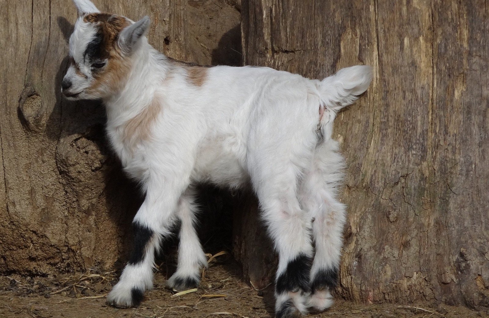 Dierenboerderij bij parc merveilleux nabij camping val dor